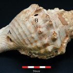 قدیمی‌ترین ساز جهان کشف شد؛ ساز بادی با ۶ هزار سال قدمت!