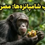 شامپانزه‌ها هم «مست» می‌کنند! کشف عجیب دانشمندان درباره اعتیاد حیوانات