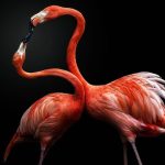 وقتی حیاتوحش ژست میگیرد؛ پرترههایی خیرهکننده از دنیای حیوانات وقتی حیاتوحش ژست میگیرد؛ پرترههایی خیرهکننده از دنیای حیوانات