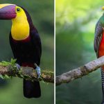 پرواز رنگها؛ سفری به دنیای پرندگان کاستاریکا پرواز رنگها؛ سفری به دنیای پرندگان کاستاریکا