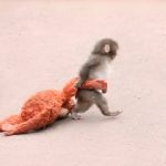 بچه میمونی که قلب جهان را ربود؛ ماجرای عشق بیپایان به یک عروسک! (+ویدیو) بچه میمونی که قلب جهان را ربود؛ ماجرای عشق بیپایان به یک عروسک! (+ویدیو)