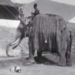 راز فیل در ارودگاه قاجارها؛ ثبت تصویر دو حیوان در عکس تاریخی