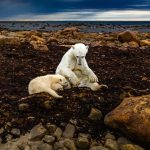 ۳۳ روز با خرس‌های قطبی: روایتی از بقا و زیبایی در قطب شمال