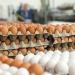 کاهش قیمت تخم در بازار / هر شانه تخم مرغ به ۳۲۴ هزار تومان شد