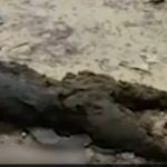 سربازان آمریکایی در خاک ایران + فیلم سربازان آمریکایی در خاک ایران + فیلم