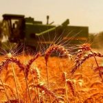 واقعی‌سازی قیمت گندم امروز بررسی می‌شود / قیمت گندم افزایش می‌یابد؟