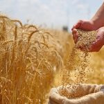 اصلاح قیمت گندم به هفته آینده موکول شد