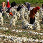 نرخ خرید تضمینی سیب‌زمینی و پیاز در سال آینده اعلام شد + جزئیات