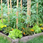 چگونه یک باغچه سبزیجات سبز و پربار در منزل خود داشته باشیم؟ چگونه یک باغچه سبزیجات سبز و پربار در منزل خود داشته باشیم؟