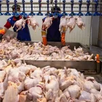 قیمت جدید مرغ اعلام شد/ هر کیلو مرغ منجمد در بازار امروز چهارشنبه ۲۹ بهمن ۱۴۰۴ چند؟ قیمت جدید مرغ اعلام شد/ هر کیلو مرغ منجمد در بازار امروز چهارشنبه ۲۹ بهمن ۱۴۰۴ چند؟