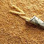 بازنگری در قیمت گندم/ منتظر گران شدن نان باشید