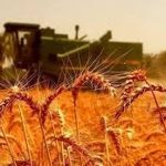 بازار گندم در شوک / قیمت واقعی گندم اعلام شد بازار گندم در شوک / قیمت واقعی گندم اعلام شد