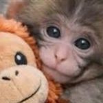 پانچ کوچک دل دنیا را لرزاند+ فیلم پانچ کوچک دل دنیا را لرزاند+ فیلم