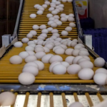 تخممرغ بالاخره ارزان شد/ کاهش قیمت پس از هفتههای پرتنش تخممرغ بالاخره ارزان شد/ کاهش قیمت پس از هفتههای پرتنش