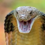 فرار مار بلعیده شده از دهان مار کبرا به لطف نیروی جاذبه+ فیلم فرار مار بلعیده شده از دهان مار کبرا به لطف نیروی جاذبه+ فیلم