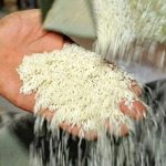 آغاز توزیع برنج دولتی به قیمت ۱۵۱ هزار تومان / کالاهای اساسی را با تخفیف ۳۰ درصدی بخرید