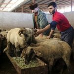 قیمت جدید دامزنده اعلام شد/ گرانی گوشت در راه است قیمت جدید دامزنده اعلام شد/ گرانی گوشت در راه است