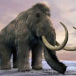 آخرین ماموتهای پشمالو چگونه در این جزیره روسی نزدیک آلاسکا منقرض شدند؟ آخرین ماموتهای پشمالو چگونه در این جزیره روسی نزدیک آلاسکا منقرض شدند؟