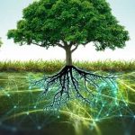 وقتی جنگل یک شبکه مخفی می‌شود: درختان چگونه پیام رد و بدل می‌کنند؟