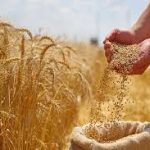 قیمت نان و گندم در بودجه 1405 آزاد شده است؟