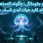 کشف رمز جاودانگی: چگونه ژله‌ماهی نامیرا می‌تواند کلید حیات ابدی انسان باشد؟