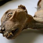 کشف مومیایی‌های یوزپلنگ در غارهای عربستان؛ گنجینه‌ای ژنتیکی از یک جمعیت گمشده