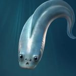 راز چشم‌های پنهان فاش شد؛ جد ۵۰۰ میلیون ساله ما چهار چشم داشت