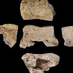 کشف شگفت‌انگیز استخوان یک فیل باستانی در اسپانیا